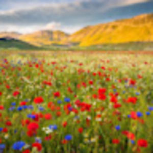 Meet your Posher, Sonia